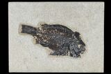 Bargain, Fossil Fish (Cockerellites) - Green River Formation #113869-1